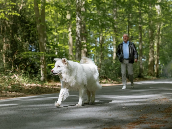Ein älterer Mann geht auf einem schmalen Waldweg, während ein weißer Hund direkt vor ihm herläuft. Der Weg ist von Bäumen gesäumt und das Sonnenlicht scheint durch das Laub.