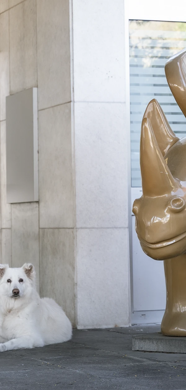 Ein weißer Hund liegt entspannt vor einem modernen Gebäude, neben einer großen, glatten, braunen Skulptur eines flügelbewehrten Rhinozeros.