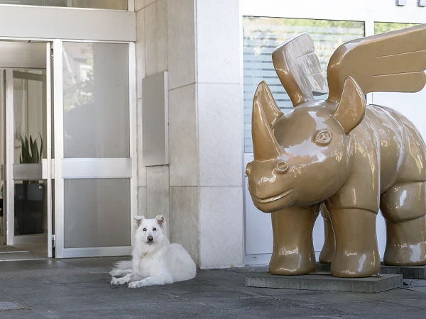 Ein weißer Hund liegt entspannt vor einem modernen Gebäude, neben einer großen, glatten, braunen Skulptur eines flügelbewehrten Rhinozeros.