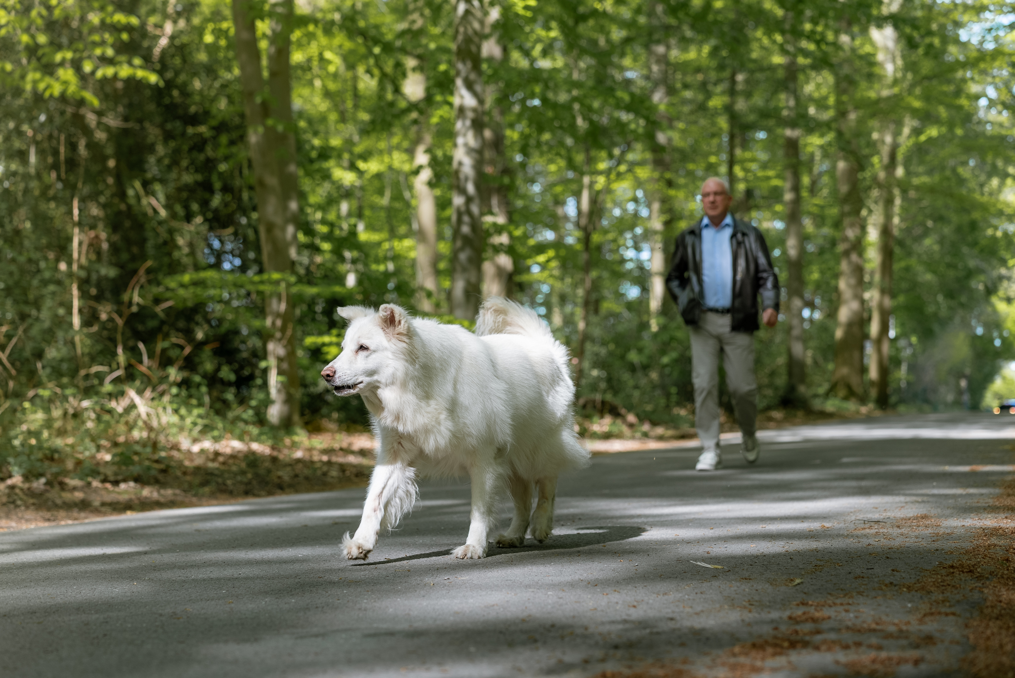 Ein älterer Mann geht auf einem schmalen Waldweg, während ein weißer Hund direkt vor ihm herläuft. Der Weg ist von Bäumen gesäumt und das Sonnenlicht scheint durch das Laub.