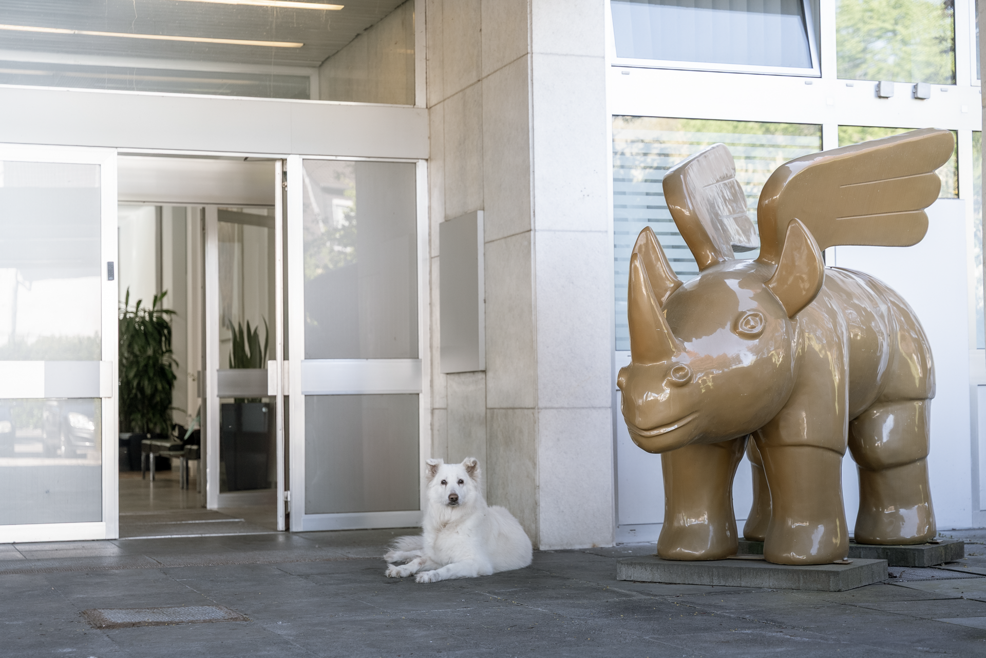 Ein weißer Hund liegt entspannt vor einem modernen Gebäude, neben einer großen, glatten, braunen Skulptur eines flügelbewehrten Rhinozeros.